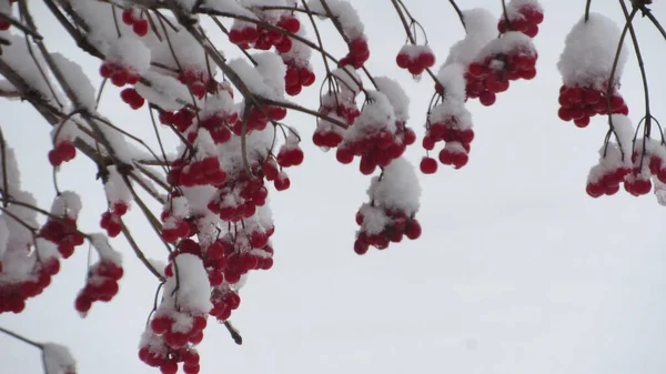 Red Berries Covered Snow Snow Covered Tree Snowy Weather — Stock Photo, Image