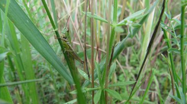 Çekirgelerin istilası. Çimlerin üzerinde yeşil çekirge.