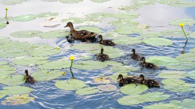 Ördek yavrularıyla gölde yüzen ördek