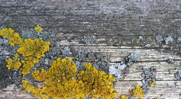 Lichen Jaune Sur Vieil Arbre Fond — Photo