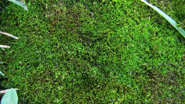 Zöld Moha Textúra Helyet Szöveges Moha Textúra Erdőben Zöld Háttér — Stock Fotó