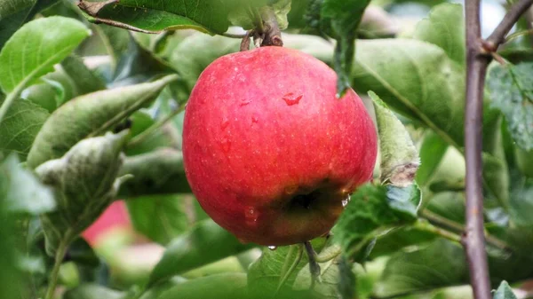 Červené Jablko Mezi Zelenými Listy Stromě — Stock fotografie