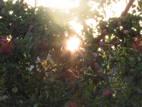 Pomme Rouge Parmi Les Feuilles Vertes Sur Arbre — Photo