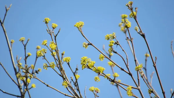 Flores Amarillas Árbol Sobre Fondo Azul Del Cielo — Foto de Stock