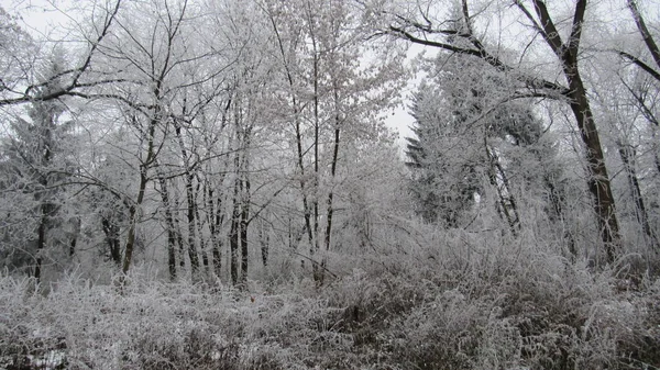 Early Frosts Winter Forest Covered Snow You Can Use Your — Stock Photo, Image