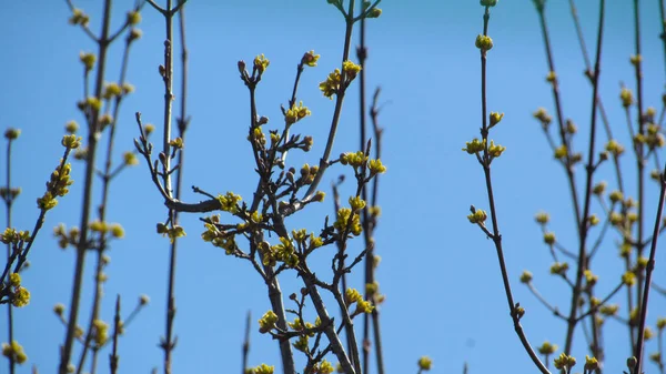Fondo Naturaleza Árbol Floreciente Primavera Árbol Con Flores Ramas — Foto de Stock