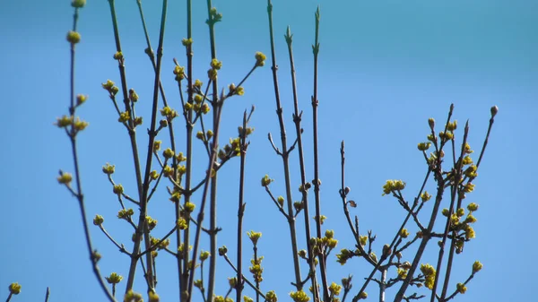 Fondo Naturaleza Árbol Floreciente Primavera Árbol Con Flores Ramas — Foto de Stock