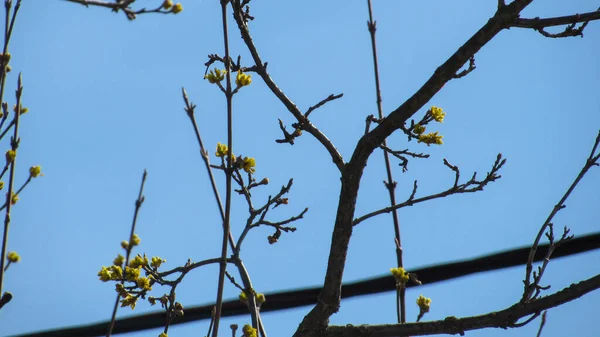 Fondo Naturaleza Árbol Floreciente Primavera Árbol Con Flores Ramas — Foto de Stock