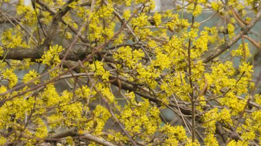 Doğa geçmişi. Baharda çiçek açan ağaç. Dalları üzerinde çiçekler olan ağaç.