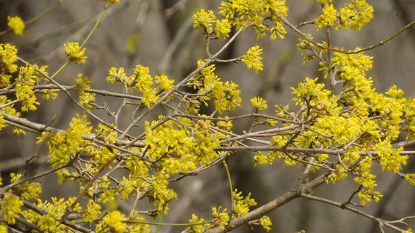 Fondo Naturaleza Árbol Floreciente Primavera Árbol Con Flores Ramas — Foto de Stock