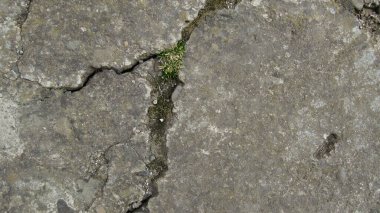 Eski çatlamış beton. Çatallı Grunge beton duvar, tasarım ve arka plan dokusu için. Taş kaldırım. somut doku