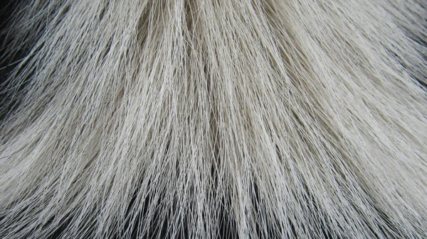 Fur Texture Close Fur Fur Background — Stock Photo, Image