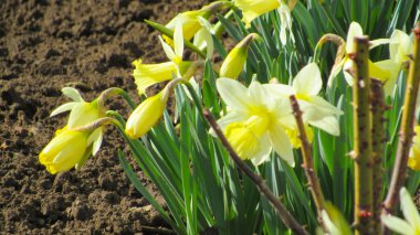 Beyaz ve sarı nergisler. Narcissus geçmişi. Bahçedeki nergisler. Nergislerin fotoğrafını kapat. Çiçekli arkaplan.