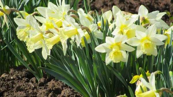 Beyaz ve sarı nergisler. Narcissus geçmişi. Bahçedeki nergisler. Nergislerin fotoğrafını kapat. Çiçekli arkaplan.