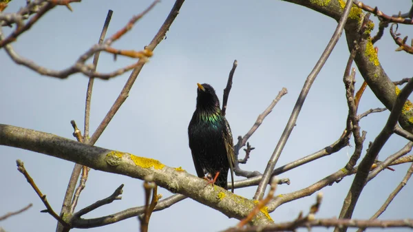 Estornino Una Rama Cerca Foto Estornino Negro Retrato Pájaro Estorninos —  Fotos de Stock