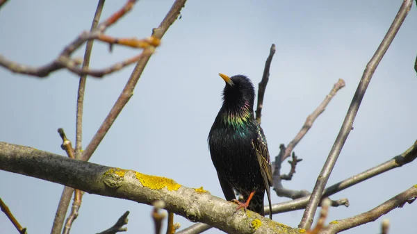 Estornino Una Rama Cerca Foto Estornino Negro Retrato Pájaro Estorninos —  Fotos de Stock