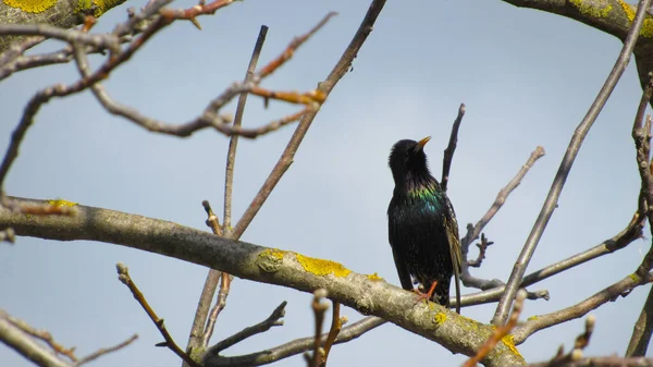 Estornino Una Rama Cerca Foto Estornino Negro Retrato Pájaro Estorninos —  Fotos de Stock