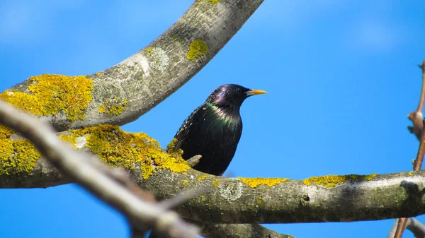 凝视着树枝 一张黑色星条旗的近照 一只鸟的肖像 鸟儿在春天到达了 — 图库照片