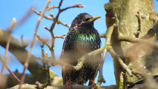 Starling Branch Close Photo Black Starling Portrait Bird Starlings Arrived — Stock Photo, Image