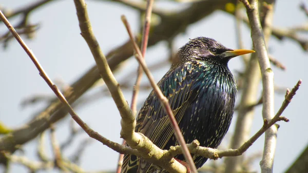 Étourdissant Sur Une Branche Photo Rapprochée Étourneau Noir Portrait Oiseau — Photo