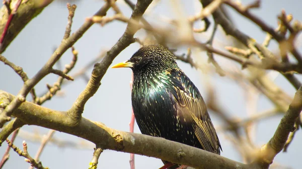 Estornino Una Rama Cerca Foto Estornino Negro Retrato Pájaro Estorninos — Foto de Stock