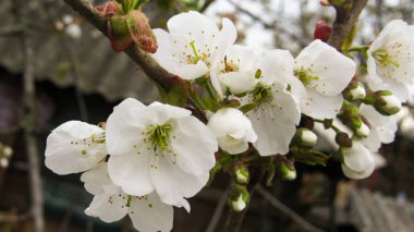 Kiraz çiçeği. Baharda çiçek açan ağaç. Dallarında beyaz çiçekler olan bir ağaç. bahar duvar kağıdı