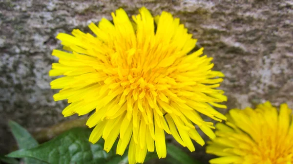 Dandelion Flower Yellow Dandelion Grass — Stock Fotó
