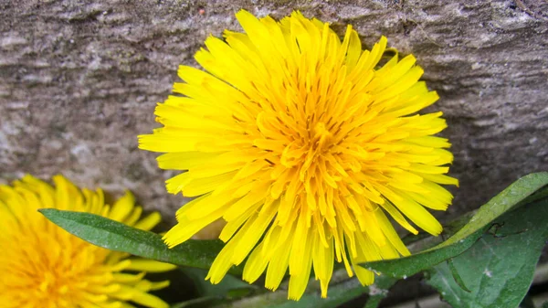 Λουλούδι Πικραλίδας Κίτρινο Πικραλίδα Στο Γρασίδι — Φωτογραφία Αρχείου
