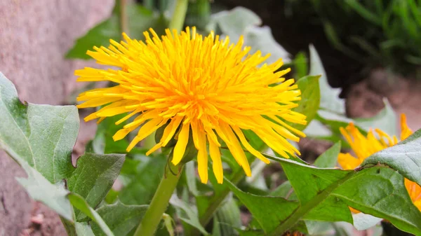 Квітка Кульбаби Жовта Кульбаба Траві — стокове фото