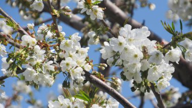 Kiraz çiçeği. Baharda çiçek açan ağaç. Dallarında beyaz çiçekler olan bir ağaç. bahar duvar kağıdı