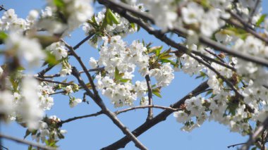 Kiraz çiçeği. Baharda çiçek açan ağaç. Dallarında beyaz çiçekler olan bir ağaç. bahar duvar kağıdı