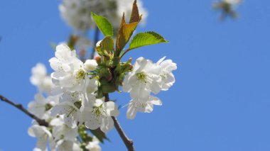 Kiraz çiçeği. Baharda çiçek açan ağaç. Dallarında beyaz çiçekler olan bir ağaç. bahar duvar kağıdı