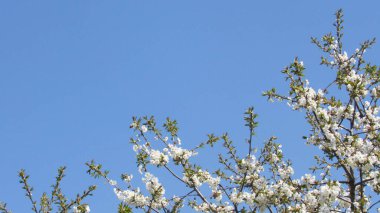 Kiraz çiçeği. Baharda çiçek açan ağaç. Dallarında beyaz çiçekler olan bir ağaç. bahar duvar kağıdı