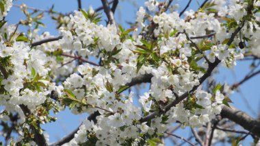 Kiraz çiçeği. Baharda çiçek açan ağaç. Dallarında beyaz çiçekler olan bir ağaç. bahar duvar kağıdı