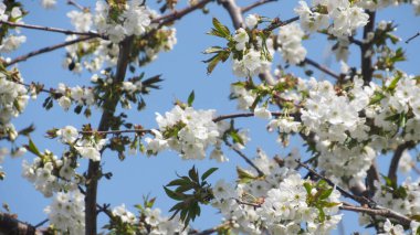 Kiraz çiçeği. Baharda çiçek açan ağaç. Dallarında beyaz çiçekler olan bir ağaç. bahar duvar kağıdı