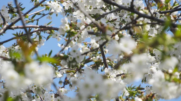 Kiraz çiçeği. Baharda çiçek açan ağaç. Dallarında beyaz çiçekler olan bir ağaç. bahar duvar kağıdı