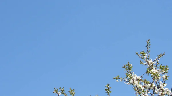 Вишневий Цвіт Квітуче Дерево Навесні Дерево Білими Квітами Гілках Весняні — стокове фото