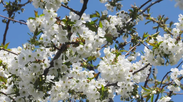 Cherry Blossom Flowering Tree Spring Tree White Flowers Branches Spring Royalty Free Stock Images