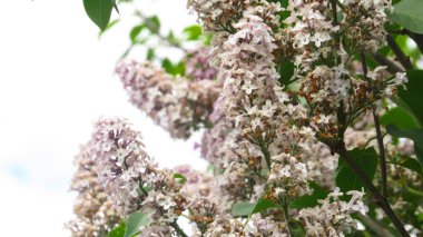 mor leylak. leylak çiçekleri duvar kağıdı