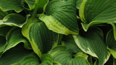 Yeşil yapraklı arka plan. Doğal arkaplan ve duvar kağıdı