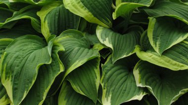 Yeşil yapraklı arka plan. Doğal arkaplan ve duvar kağıdı