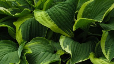 Yeşil yapraklı arka plan. Doğal arkaplan ve duvar kağıdı