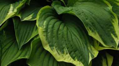 Yeşil yapraklı arka plan. Doğal arkaplan ve duvar kağıdı