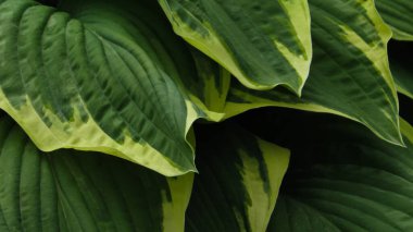 Yeşil yapraklı arka plan. Doğal arkaplan ve duvar kağıdı