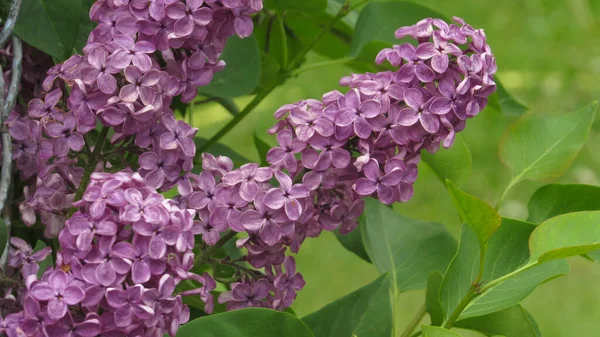 mor leylak. leylak çiçekleri duvar kağıdı