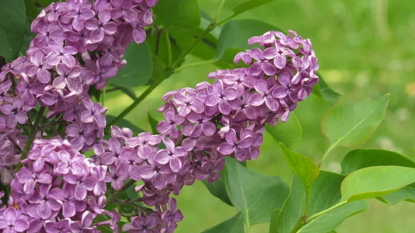 mor leylak. leylak çiçekleri duvar kağıdı