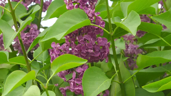 mor leylak. leylak çiçekleri duvar kağıdı