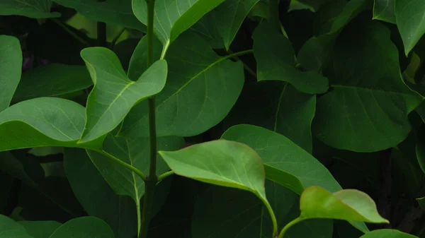 Gröna Blad Struktur Bakgrund Naturlig Bakgrund Och Tapeter — Stockfoto