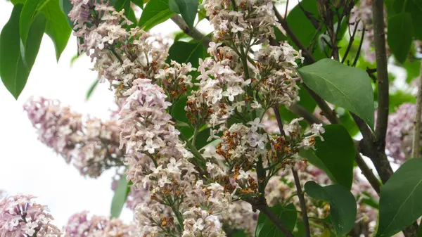 mor leylak. leylak çiçekleri duvar kağıdı