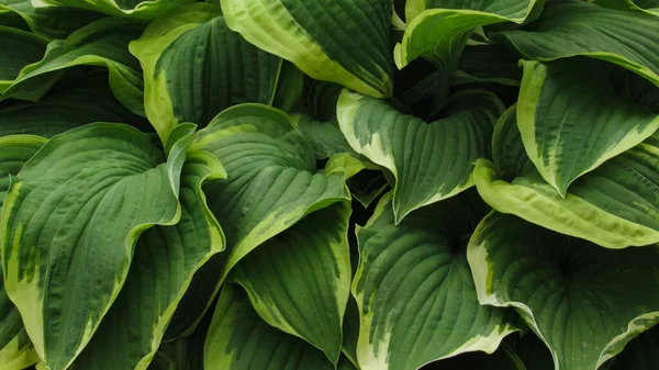 Yeşil yapraklı arka plan. Doğal arkaplan ve duvar kağıdı